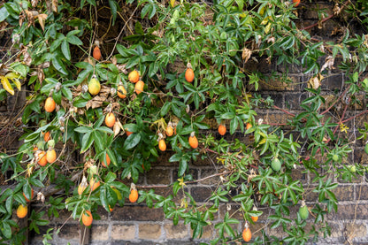 10 Passionflower / Passion fruit (Passiflora Caerulea) Seeds