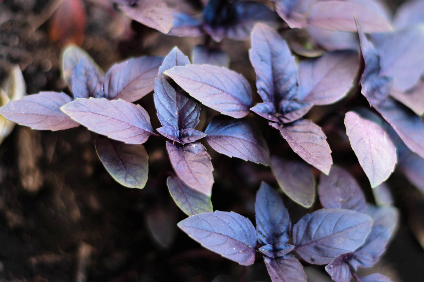 200 Purple Krishna Tulsi/Holy Basil (Ocimum Sanctum Tenuiflorum) Seeds