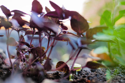 200 Purple Krishna Tulsi/Holy Basil (Ocimum Sanctum Tenuiflorum) Seeds