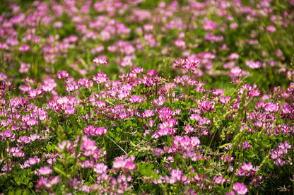 50 Milk Vetch/ Astragalus (Astragalus Sinicus) Seeds