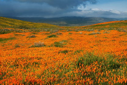 1000 Orange California Poppy (Eschscholzia Californica) Seeds