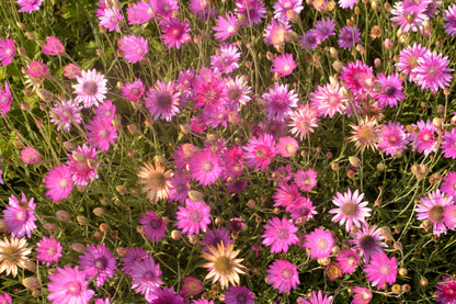 300 Immortelle (Xeranthemum) Seeds