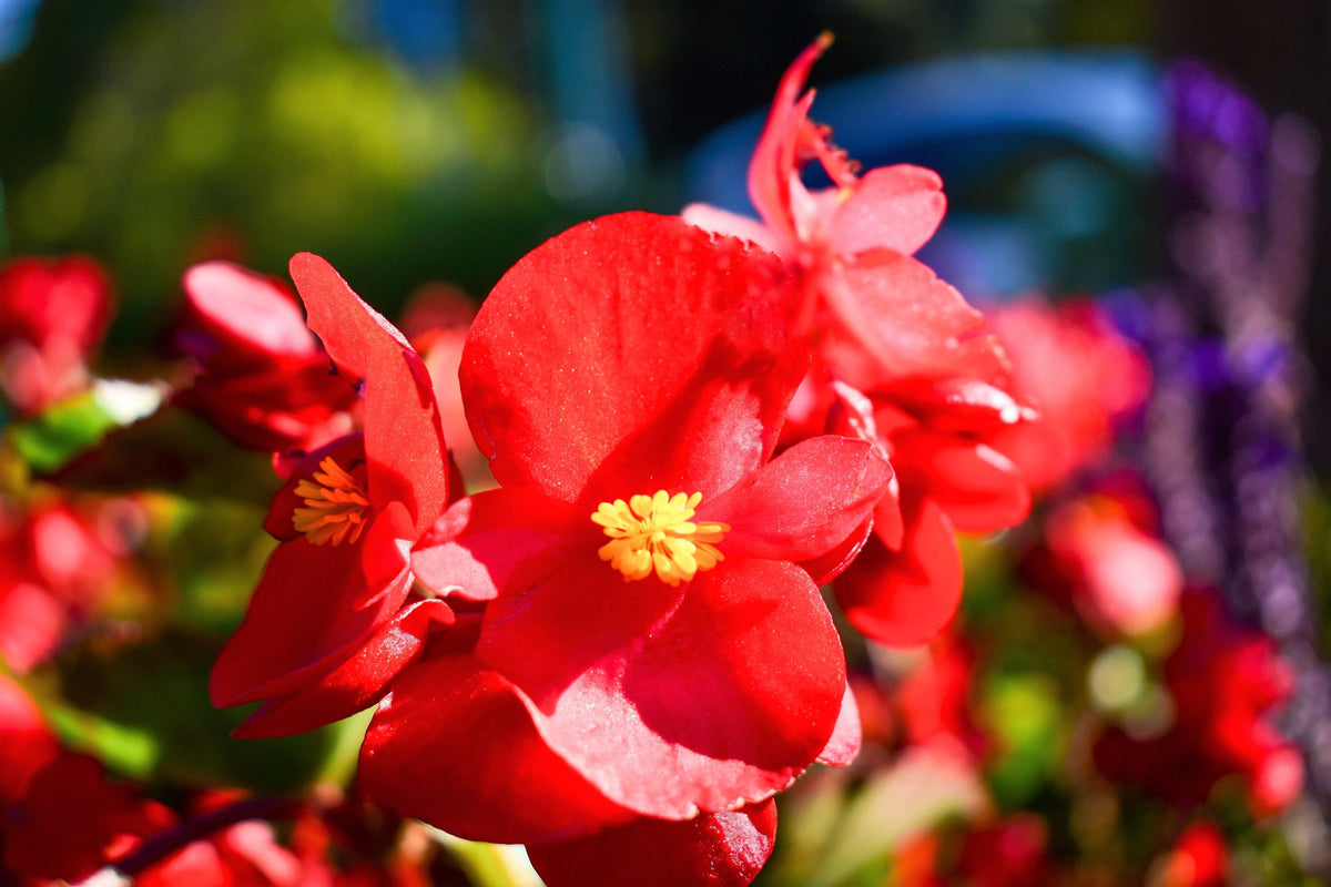 Mixed Wax Begonia (Begonia semperflorens) Seeds – 25 ct