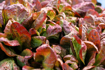 3000 RED ROMAINE LETTUCE Lactuca Sativa Vegetable Seeds