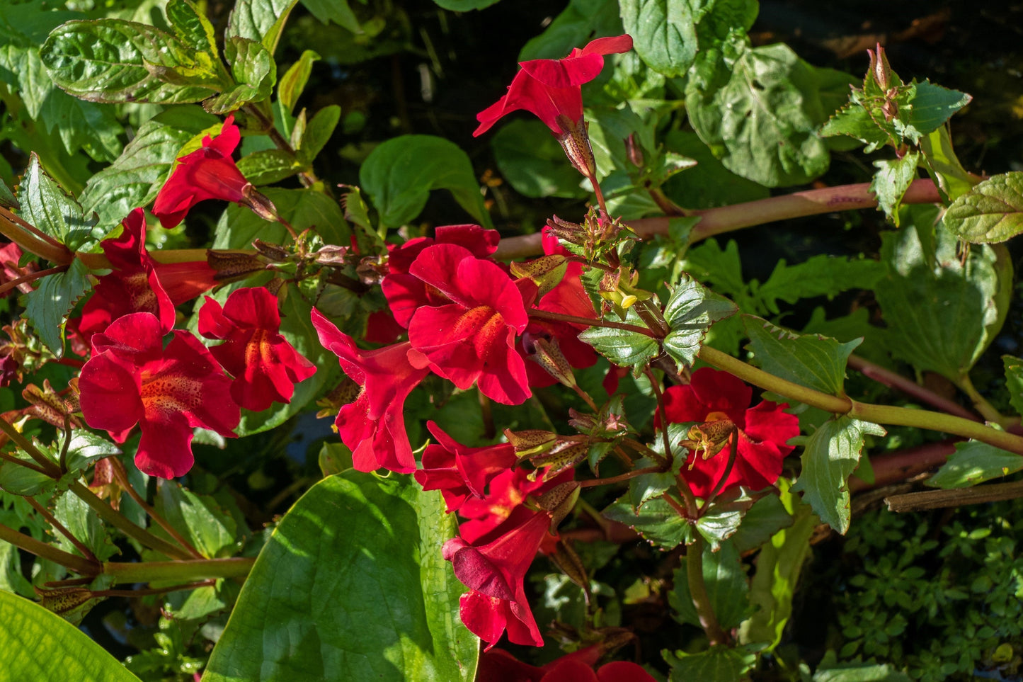100 Twinkle Red Money Flower (Mimulus) Seeds