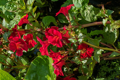 100 Twinkle Red Money Flower (Mimulus) Seeds
