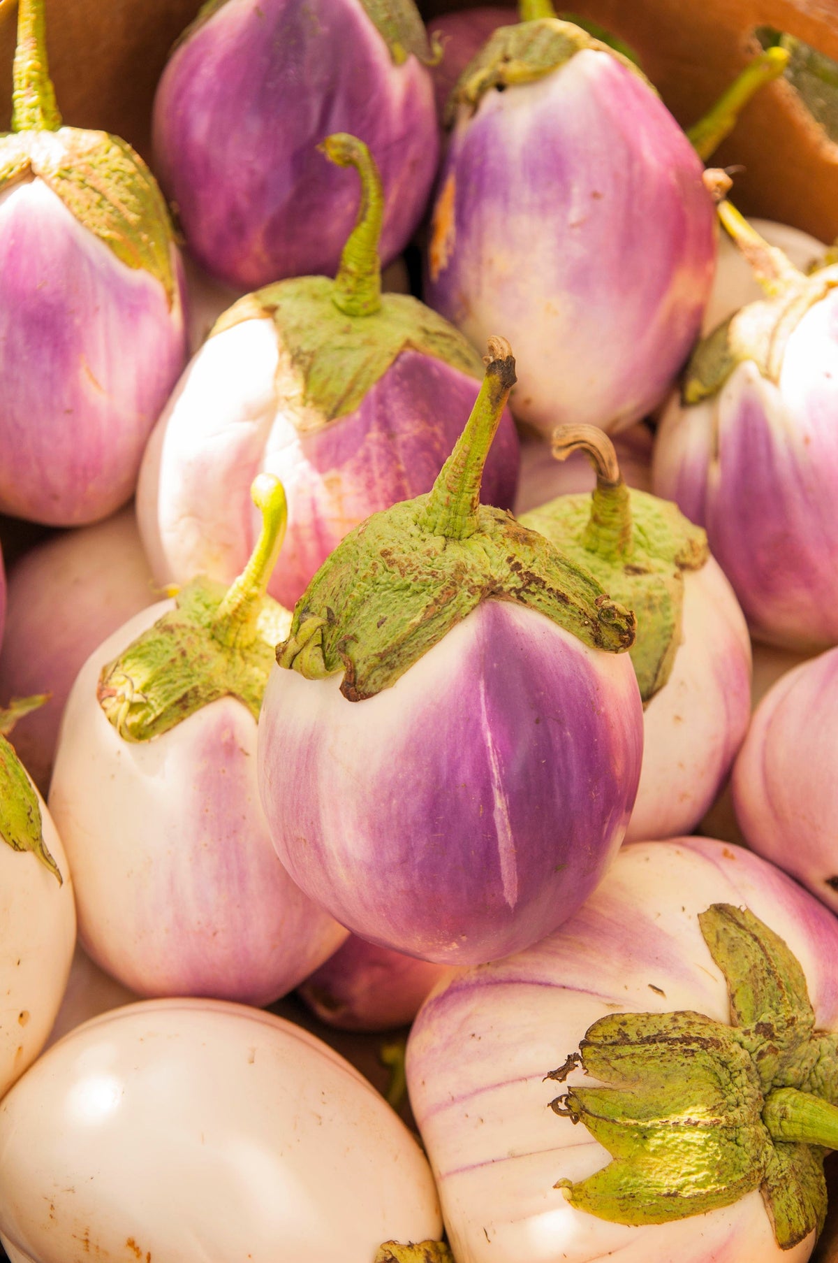 Organic Rosa Bianca Eggplant (Solanum melongena) Seeds – 50 ct