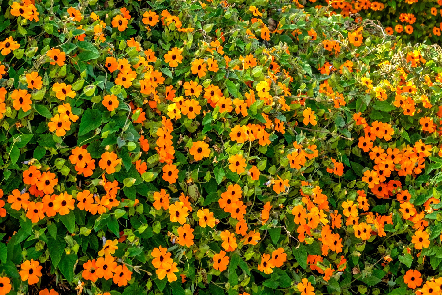 25 Mixed Black Eyed Susan (Thunbergia Alata) Seeds