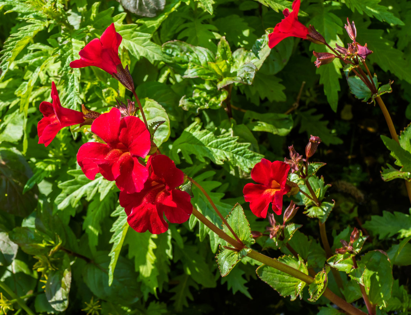 100 Twinkle Red Money Flower (Mimulus) Seeds