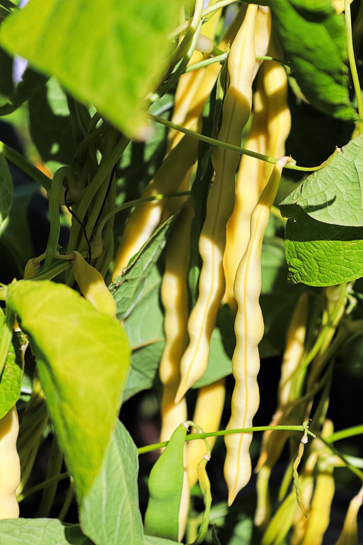50 Yellow CHEROKEE WAX BEAN Bush AAS Winner Phaseolus Vulgaris Seeds