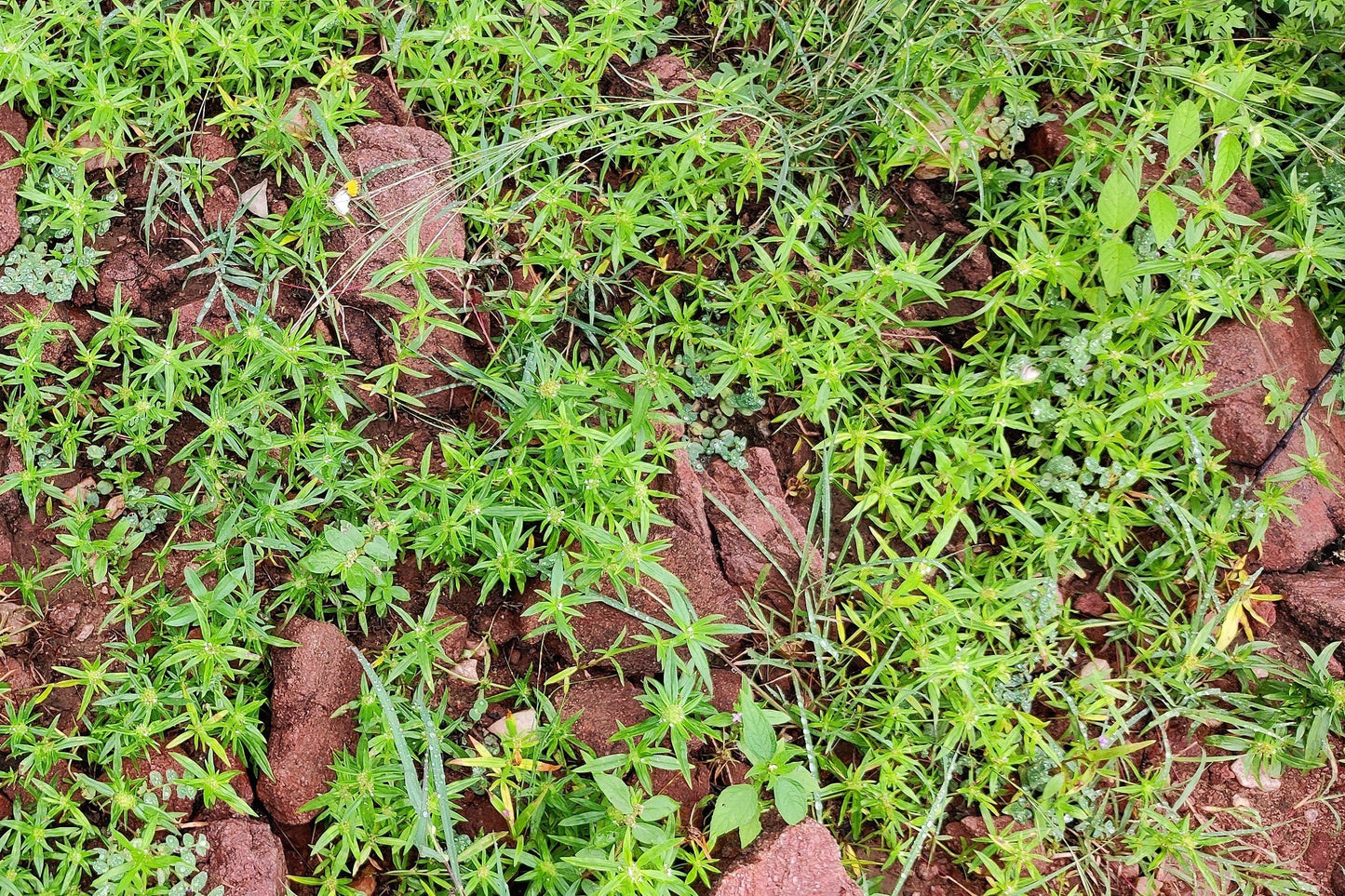 75 Okahijiki / Land Seaweed (Salsola Komarovii) Seeds