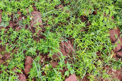 75 Okahijiki / Land Seaweed (Salsola Komarovii) Seeds