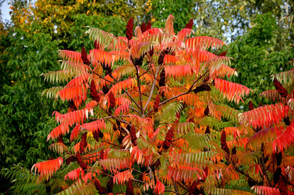 75 SMOOTH SUMAC TREE Red Berries Rhus Glabra Borealis Seeds