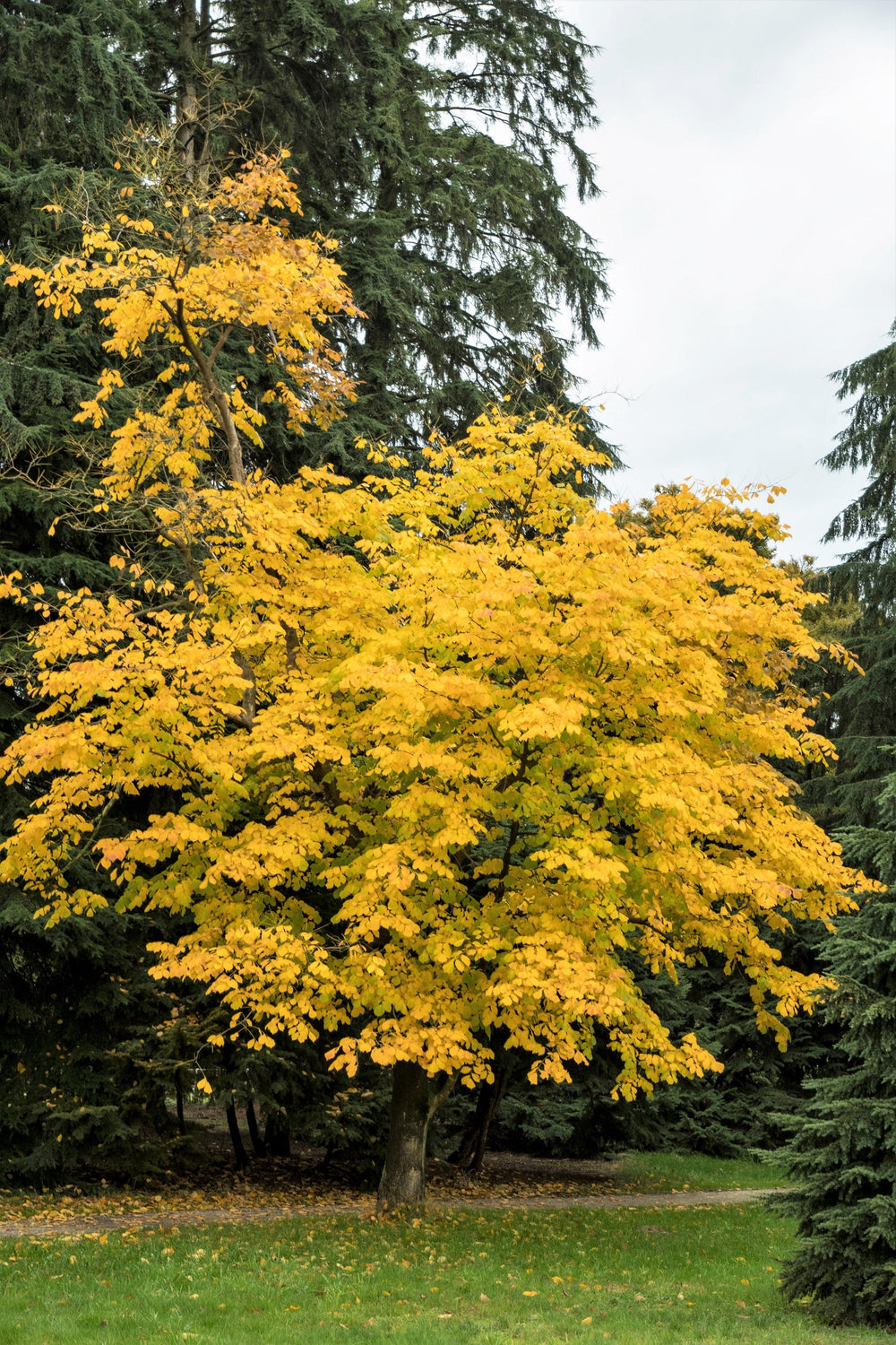 10 Yellow Ash Tree (Cladrastis Lutea Kentukea) Seeds