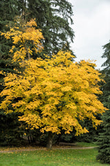 10 Yellow Ash Tree (Cladrastis Lutea Kentukea) Seeds