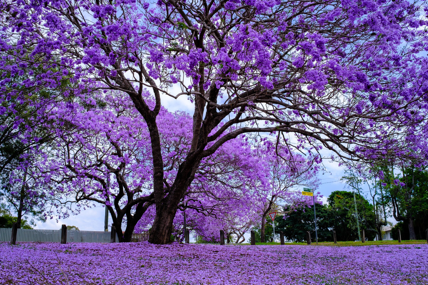 25 Blue Jacaranda Tree (Jacaranda Mimosifolia) Seeds