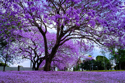 25 Blue Jacaranda Tree (Jacaranda Mimosifolia) Seeds