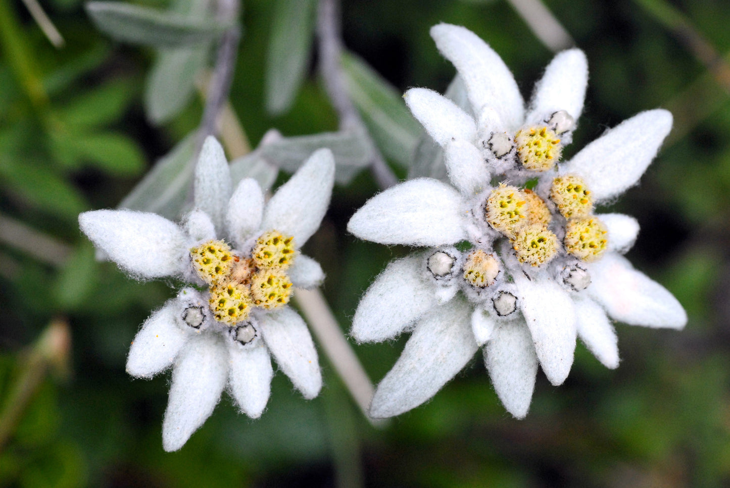 50 Edelweiss (Leontopodium Alpinum) Seeds