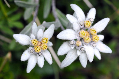 50 Edelweiss (Leontopodium Alpinum) Seeds