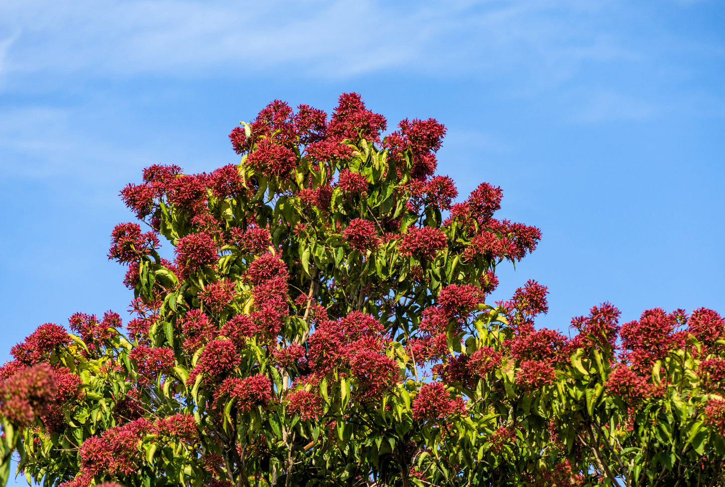 20 Seven Son Shrub Tree (Heptacodium Miconioides) Seeds