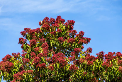 20 Seven Son Shrub Tree (Heptacodium Miconioides) Seeds