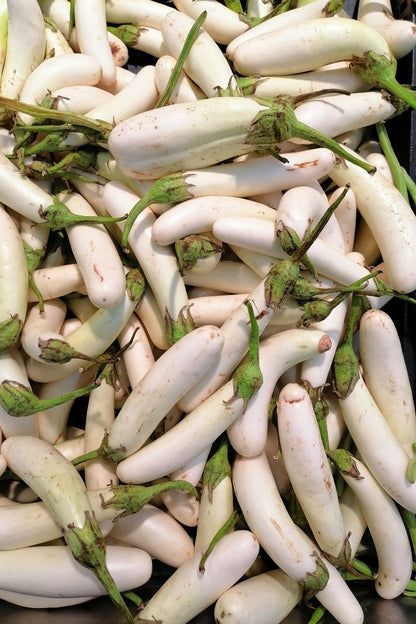 40 White Star FINGER FRUIT EGGPLANT Solanum Melongena Aubergine Fruit Vegetable Seeds