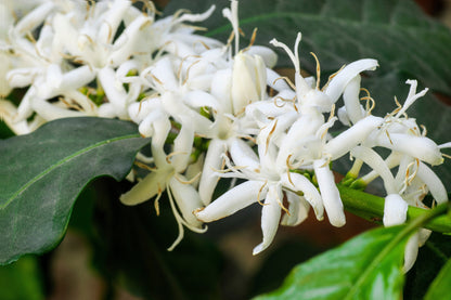 15 Arabica Coffee  Seeds