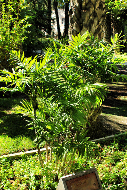 15 Parlor Palm (Chamaedorea Elegans) Seeds