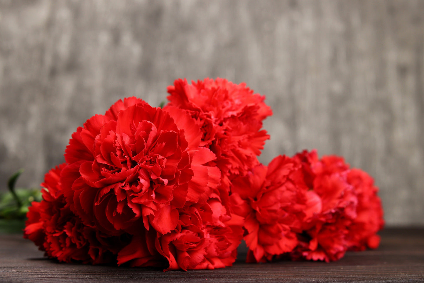 50 Scarlet Carnation  (Dianthus Caryophyllus Grenadin) Seeds