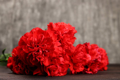 50 Scarlet Carnation  (Dianthus Caryophyllus Grenadin) Seeds