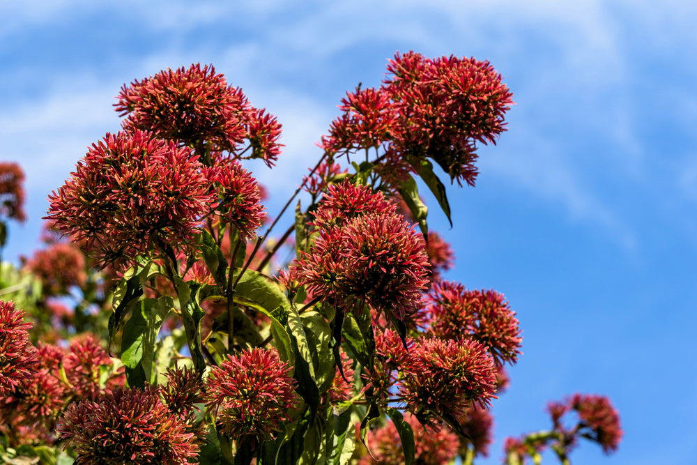 20 Seven Son Shrub Tree (Heptacodium Miconioides) Seeds
