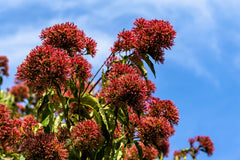 20 Seven Son Shrub Tree (Heptacodium Miconioides) Seeds