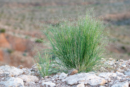 500 Indian Ricegrass Nezpar (Oryzopsis Hymenoides) Seeds
