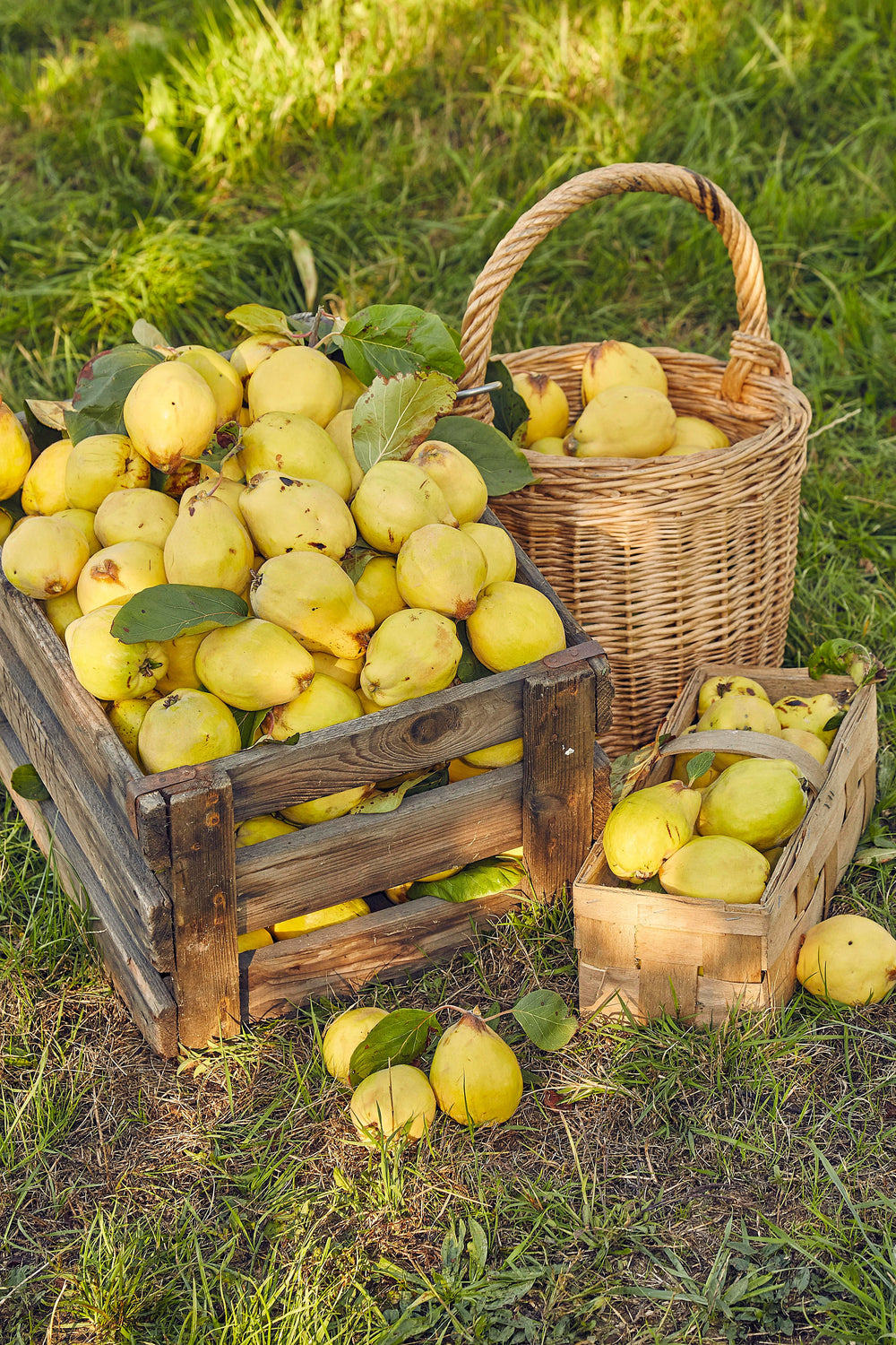20 Common Culinary Quince (Cydonia Oblonga) Seeds