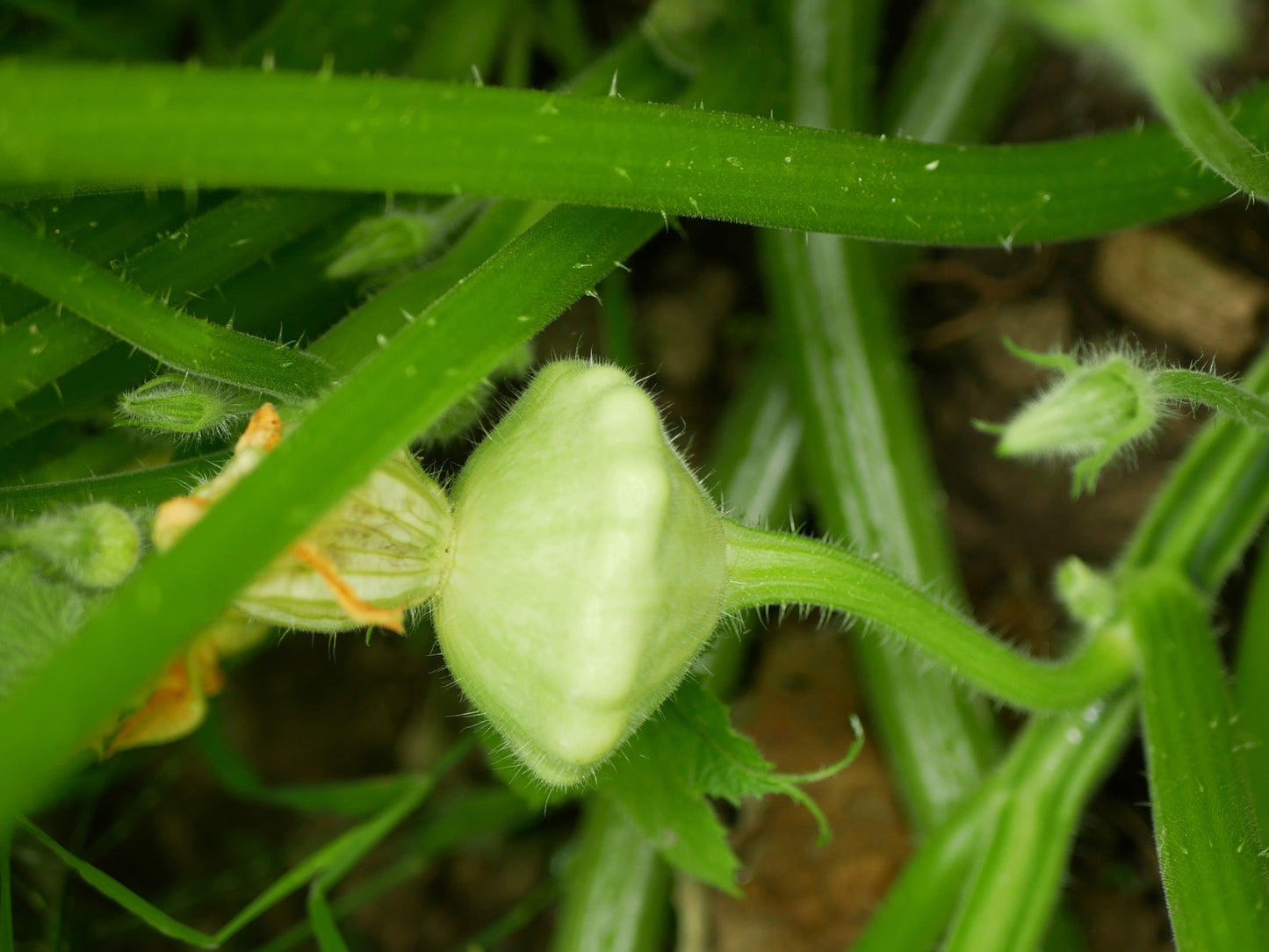20 Green Patty Pan Squash (Cucurbita Pepo) Seeds