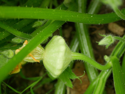 20 Green Patty Pan Squash (Cucurbita Pepo) Seeds