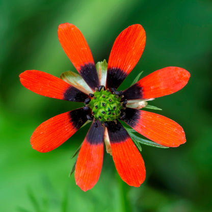 10 Adonis/Pheasant's Eye (Adonis Aestivalis) Seeds