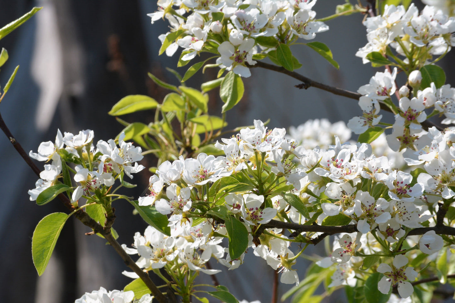 20 Saskatoon Serviceberry (Amelanchier Alnifolia) Seeds