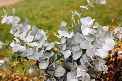 20 SILVER DROP EUCALYPTUS Gunnii Cider Gum Silver Blue Foliage Florist Tree Seeds