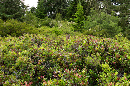 40 Salal Berry (Gaultheria Shallon) Seeds