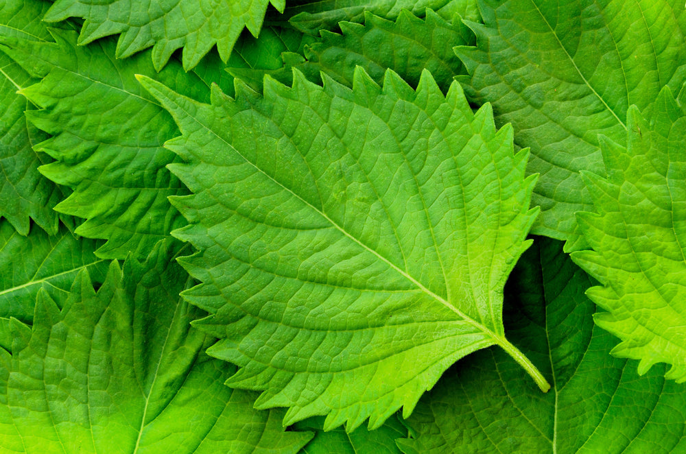 300 Green Shiso (Perilla Frutescens) Seeds