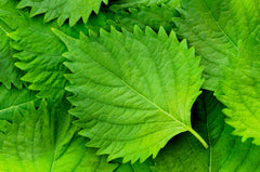300 Green Shiso (Perilla Frutescens) Seeds