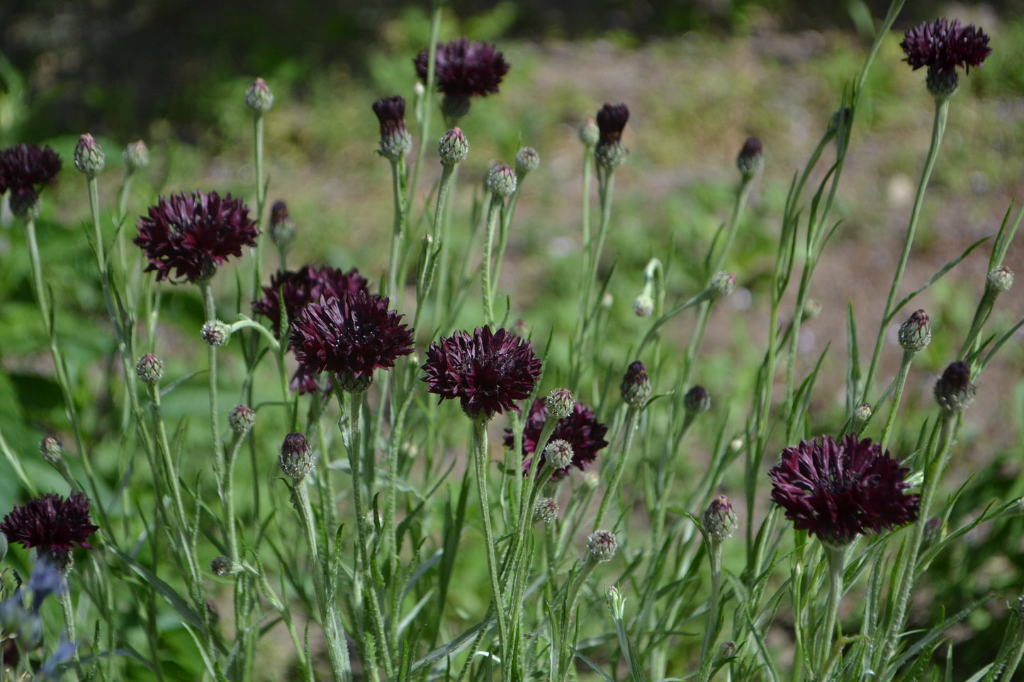 25 Bachelor's Button (Centaurea Cyanus) Seeds