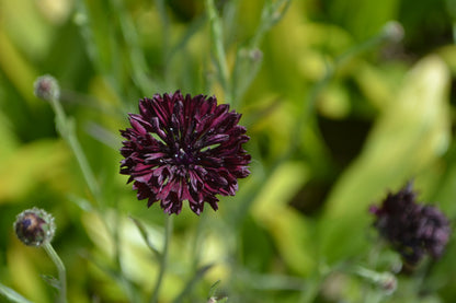 25 Bachelor's Button (Centaurea Cyanus) Seeds