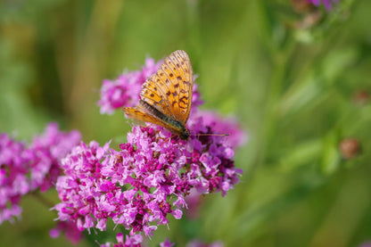 10,000 Bulk Lemon Thyme (Thymus Pulegioides) Seeds