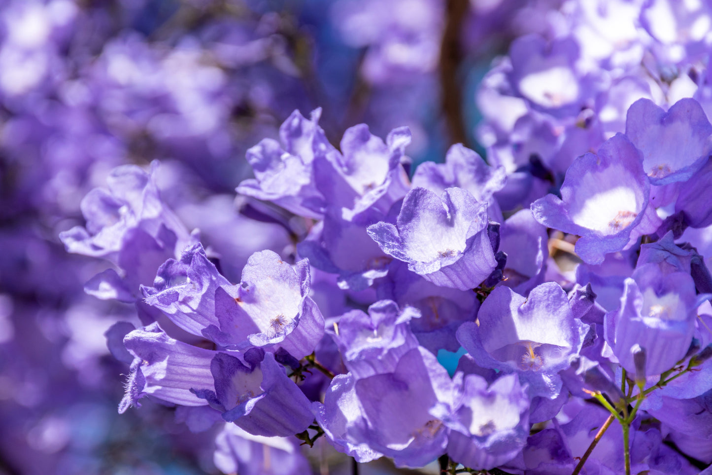 25 Blue Jacaranda Tree (Jacaranda Mimosifolia) Seeds