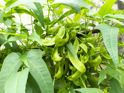 15 CHRISTMAS LIMA BEAN Calico Chestnut Phaseolus Lunatus Legume Vegetable Seeds