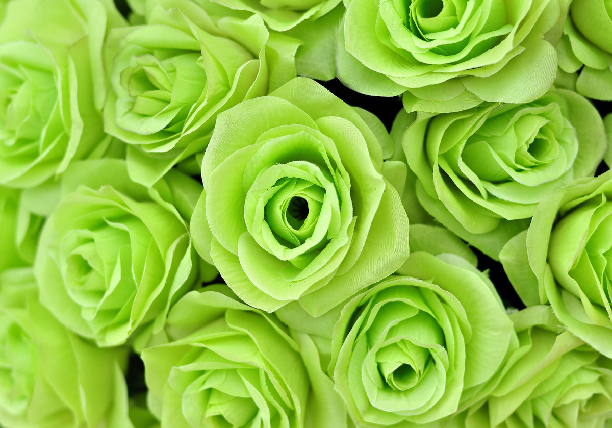 Green Rose (Rosa spp.) Seeds – 5 ct