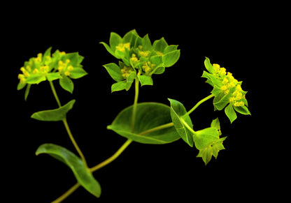 100 Green Gold Bupleurum (Griffithii Rotundifolium) Seeds