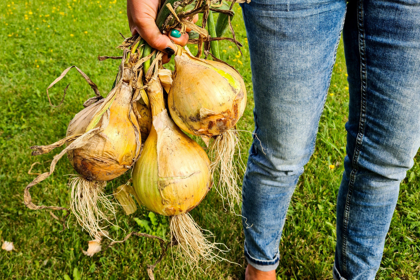 250 Sweet Walla Walla Onion (Allium Cepa) Seeds